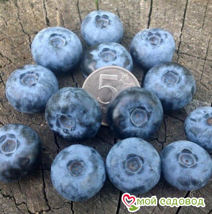 Высокорослая голубика "Патриот"