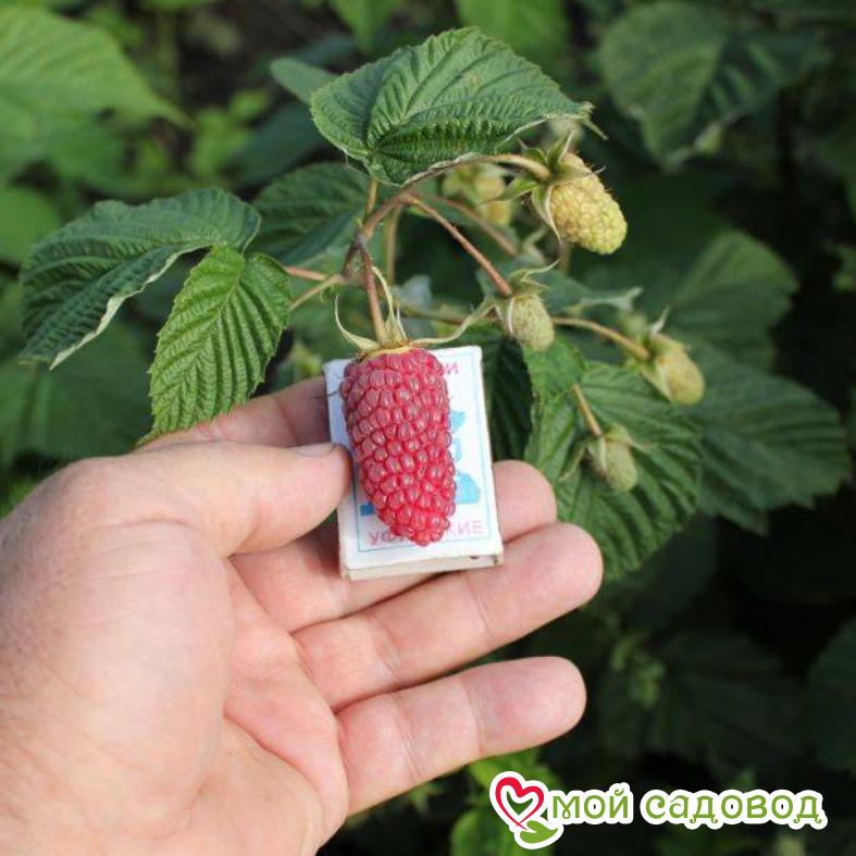 Малина ремонтантная Самохвал