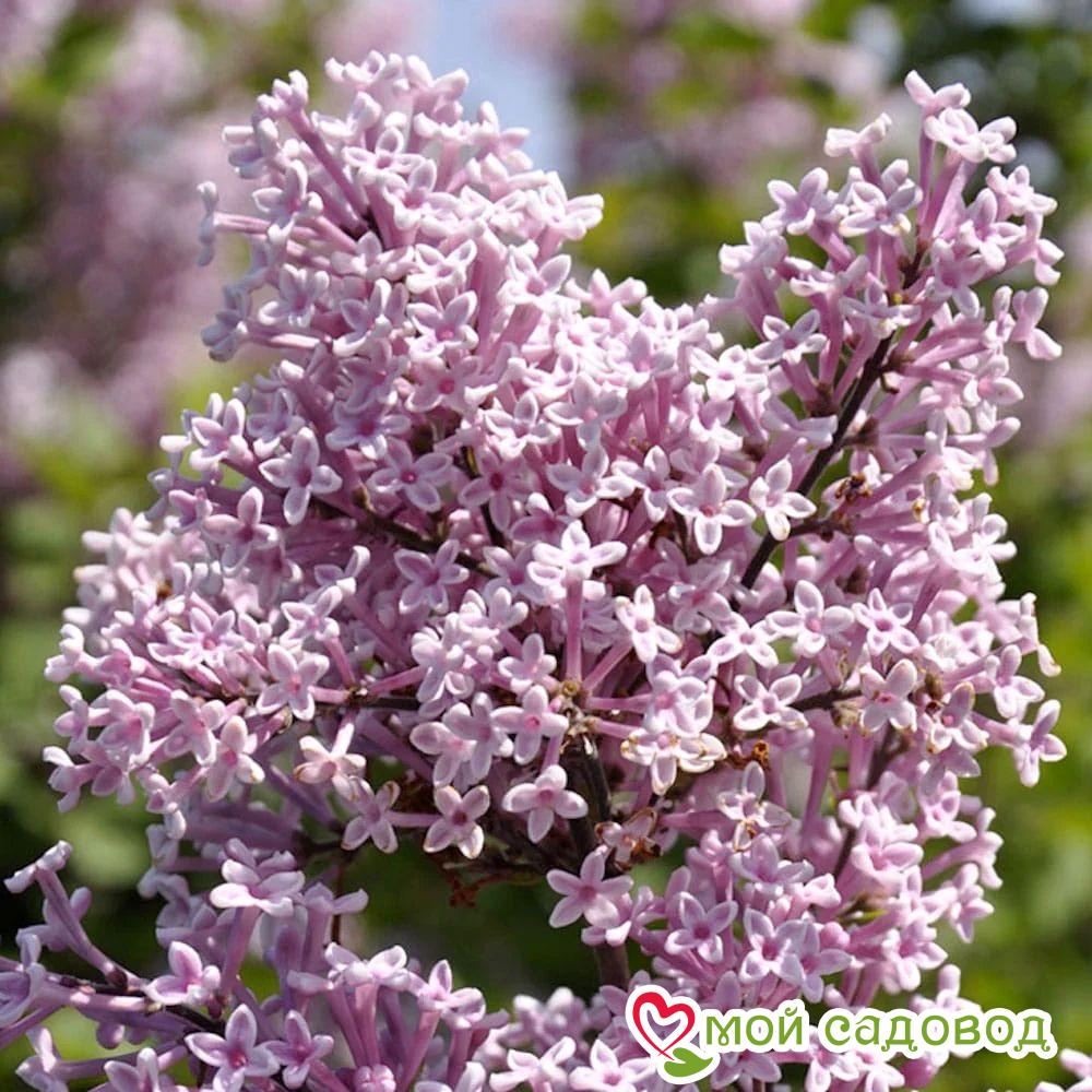 Сирень "Джози" (Josee)