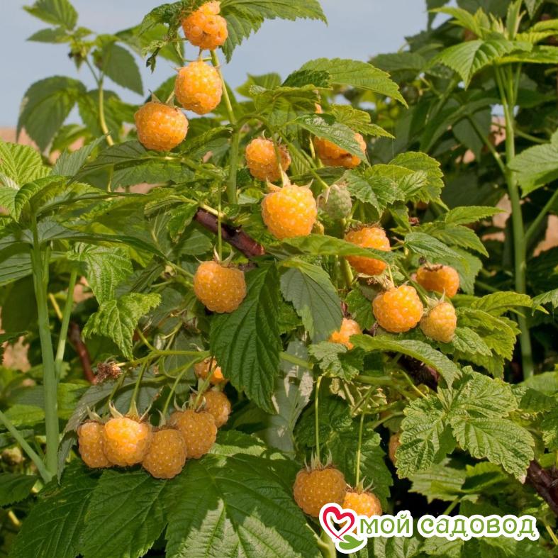 Малина Утрення роса