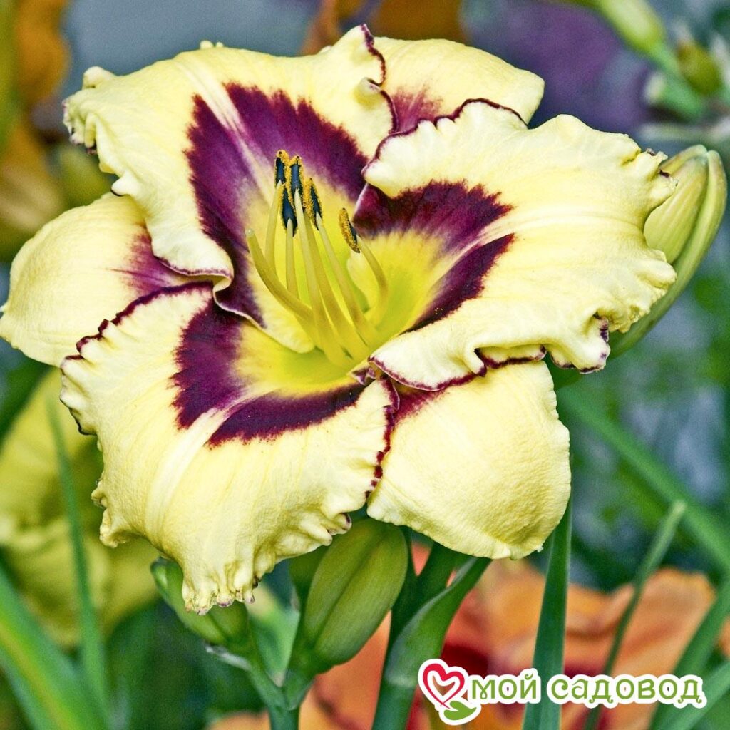 ЛИЛЕЙНИК ЭЛЬ ДЕСПЕРАДО