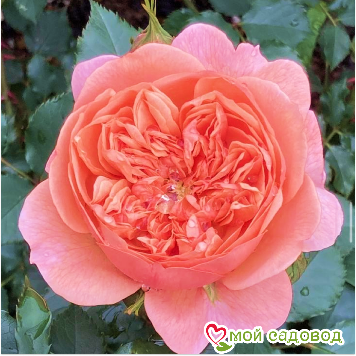 Роза Чайно-гибридная Чиппендейл