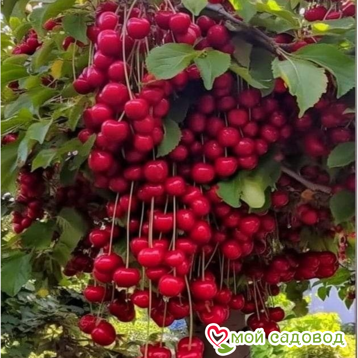 Вишня Лапинс